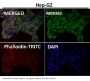 Anti-alpha Tubulin TUBA1B Rabbit Monoclonal Antibody