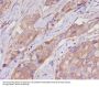 Anti-alpha Tubulin TUBA1B Rabbit Monoclonal Antibody