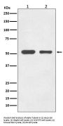 Anti-alpha Tubulin TUBA1B Rabbit Monoclonal Antibody