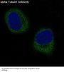 Anti-alpha Tubulin TUBA1B Rabbit Monoclonal Antibody