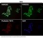 Anti-alpha Tubulin TUBA1B Rabbit Monoclonal Antibody
