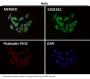 Anti-alpha Tubulin TUBA1B Rabbit Monoclonal Antibody