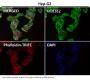 Anti-alpha Tubulin TUBA1B Rabbit Monoclonal Antibody