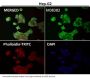 Anti-alpha Tubulin TUBA1B Rabbit Monoclonal Antibody
