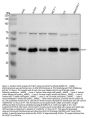 Anti-DCAF7 Rabbit Monoclonal Antibody