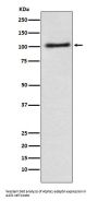 Anti-Alpha1 adaptin AP2A1 Monoclonal Antibody