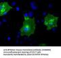 Anti-BTN3A2 Mouse Monoclonal Antibody [Clone ID: OTI1A6]