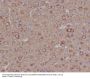 Anti-beta II Tubulin Rabbit Monoclonal Antibody