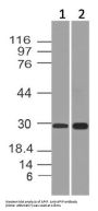 Anti-APIP Antibody (Monoclonal, ABM19C7)