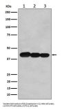Anti-BCLG Rabbit Monoclonal Antibody