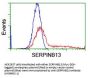 Anti-SERPINB13 Mouse Monoclonal Antibody [Clone ID: OTI1A7]