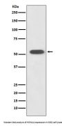 Anti-HSPA14 Rabbit Monoclonal Antibody
