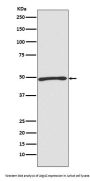 Anti-Atg4C Rabbit Monoclonal Antibody