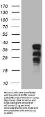 Anti-SOX21 Mouse Monoclonal Antibody [Clone ID: OTI7D5]