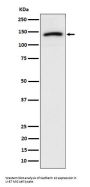 Anti-Cadherin 10 Rabbit Monoclonal Antibody