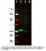 Anti-Secretagogin SCGN Antibody