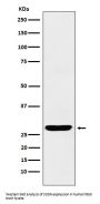 Anti-SCGN Monoclonal Antibody