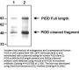 Anti-PIDD PIDD1 Antibody (Monoclonal, Anto-1)