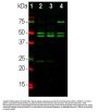 Anti-FOX3/NeuN Rbfox3 Monoclonal Antibody