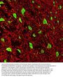 Anti-FOX3/NeuN Rbfox3 Monoclonal Antibody