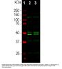 Anti-FOX3/NeuN Rbfox3 Antibody