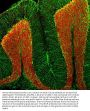 Anti-FOX3/NeuN Rbfox3 Antibody