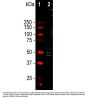 Anti-FOX3/NeuN Rbfox3 Antibody