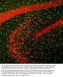 Anti-FOX3/NeuN Rbfox3 Antibody