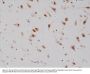 Anti-NeuN (Fox3, RBFOX3) Rabbit Monoclonal Antibody, Clone#RM312