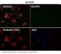 Anti-NeuN RBFOX3 Rabbit Monoclonal Antibody
