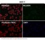 Anti-NeuN RBFOX3 Rabbit Monoclonal Antibody
