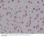 Anti-NeuN RBFOX3 Rabbit Monoclonal Antibody