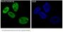 Anti-NeuN RBFOX3 Rabbit Monoclonal Antibody