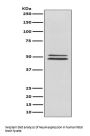 Anti-NeuN RBFOX3 Rabbit Monoclonal Antibody