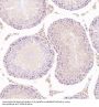 Anti-NeuN RBFOX3 Rabbit Monoclonal Antibody
