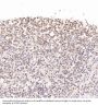Anti-NeuN RBFOX3 Rabbit Monoclonal Antibody