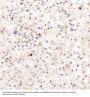 Anti-NeuN RBFOX3 Rabbit Monoclonal Antibody