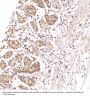 Anti-NeuN RBFOX3 Rabbit Monoclonal Antibody