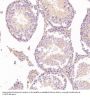 Anti-NeuN RBFOX3 Rabbit Monoclonal Antibody