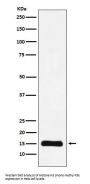 Anti-Histone H3 (mono methyl K9) Rabbit Monoclonal Antibody