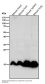 Anti-Histone H3 (mono methyl K9) Rabbit Monoclonal Antibody