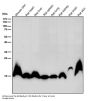 Anti-Histone H3 (mono methyl K9) Rabbit Monoclonal Antibody