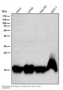 Anti-Histone H3 (mono methyl K9) Rabbit Monoclonal Antibody