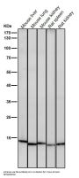 Anti-Histone H3 (acetyl K23) Rabbit Monoclonal Antibody