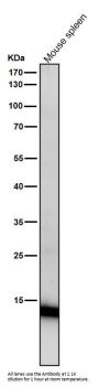 Anti-Histone H3 (acetyl K23) Rabbit Monoclonal Antibody