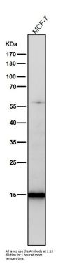 Anti-Histone H3 (acetyl K23) Rabbit Monoclonal Antibody
