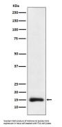 Anti-Histone H3 (acetyl K23) Rabbit Monoclonal Antibody