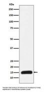 Anti-Histone H3 (mutated K27 Met) Rabbit Monoclonal Antibody
