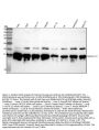 Anti-Histone H3 (acetyl K27) Rabbit Monoclonal Antibody