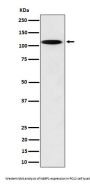 Anti-N4BP1 Rabbit Monoclonal Antibody